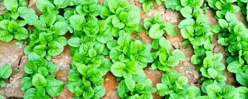 木耳菜的种植时间，南方地区春秋冬三季均可播种