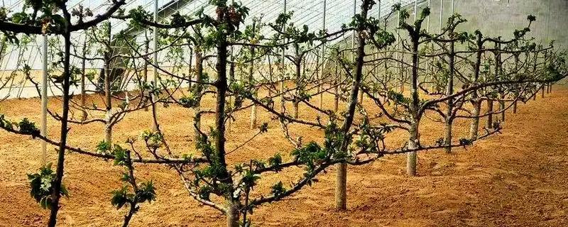 樱桃树苗怎么种植，要选择产量较高且适应性强的品种