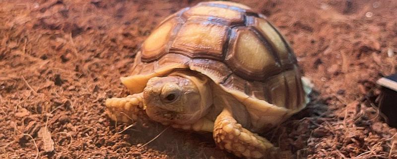 陆龟和水龟的区别，外形、食性、栖息环境等方面都不同