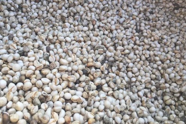 乌桕种子浸泡催芽的方法，放在温水中浸泡8-9个小时