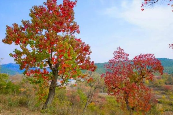 乌桕种子浸泡催芽的方法，放在温水中浸泡8-9个小时