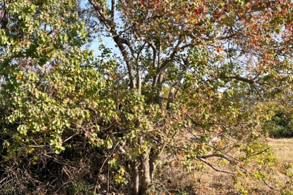 乌桕种子浸泡催芽的方法，放在温水中浸泡8-9个小时