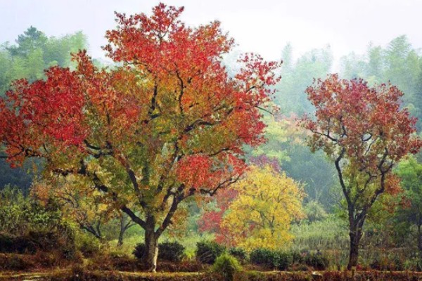 乌桕种子浸泡催芽的方法，放在温水中浸泡8-9个小时