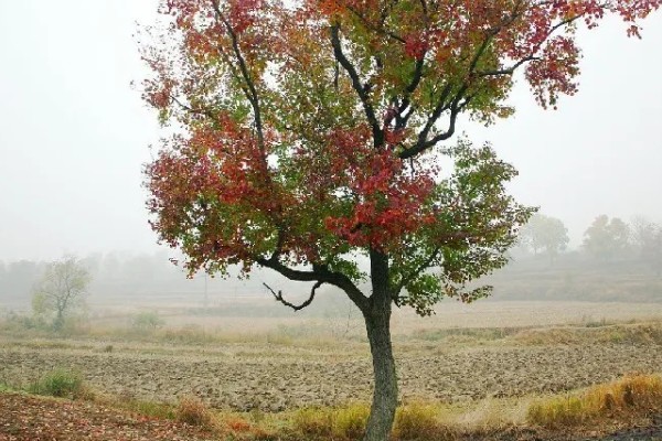 乌桕种子浸泡催芽的方法，放在温水中浸泡8-9个小时