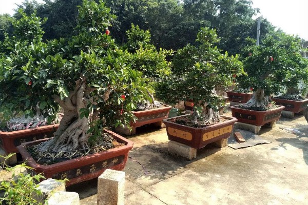 榕树冬天多少度能过冬，安全过冬的温度是5℃