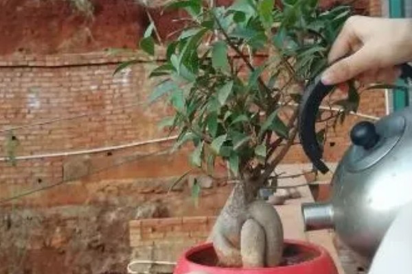 榕树冬天多少度能过冬，安全过冬的温度是5℃