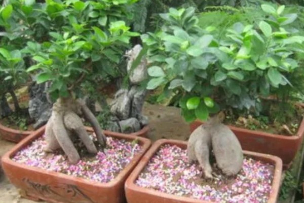 榕树冬天多少度能过冬，安全过冬的温度是5℃