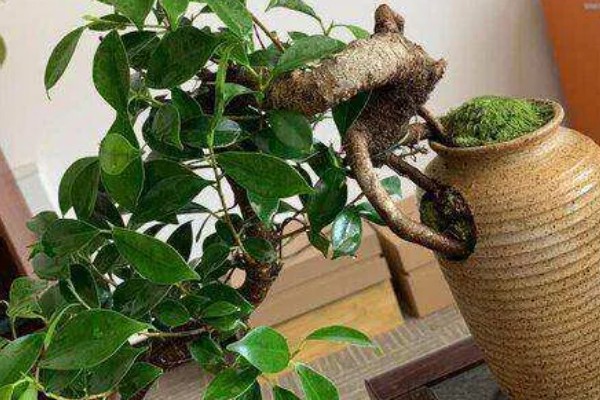 榕树冬天多少度能过冬，安全过冬的温度是5℃