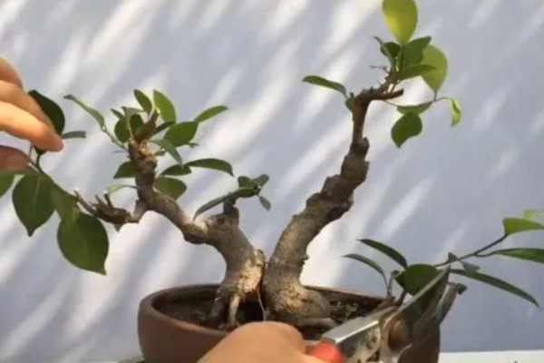 榕树冬天多少度能过冬，安全过冬的温度是5℃