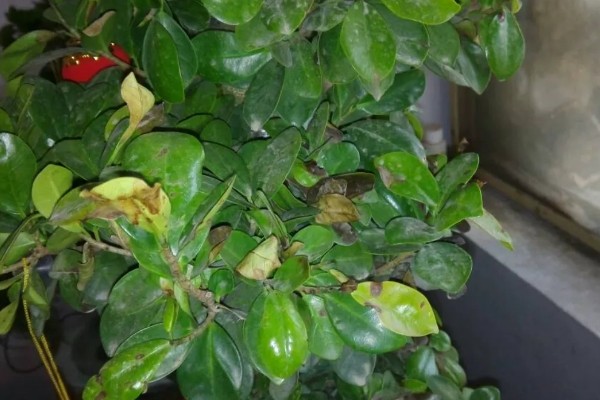 榕树冬天多少度能过冬，安全过冬的温度是5℃