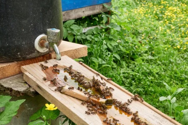 蜂群的饲喂方法，有补助饲喂、奖励饲喂和安抚饲喂