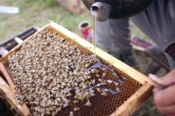 蜂群的饲喂方法，有补助饲喂、奖励饲喂和安抚饲喂