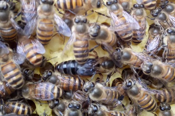 蜂群的饲喂方法，有补助饲喂、奖励饲喂和安抚饲喂