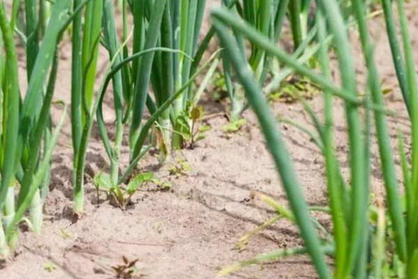 大葱低于多少度就不长，零下5℃就不长了