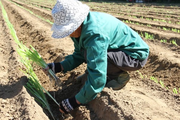 大葱低于多少度就不长，零下5℃就不长了
