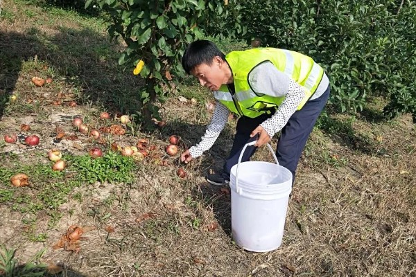 开春清园打哪种药,打噻霉酮、毒死蜱等