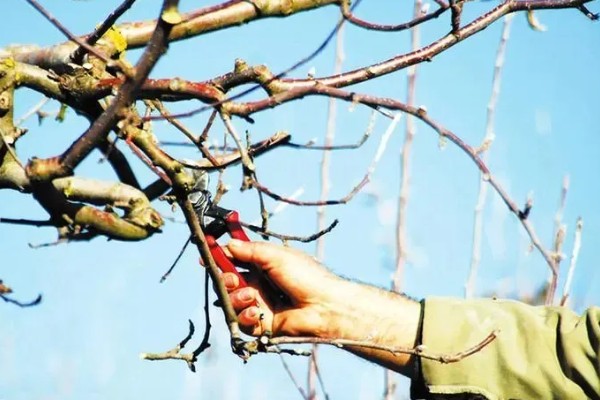 开春清园打哪种药,打噻霉酮、毒死蜱等