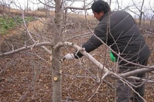 开春清园打哪种药,打噻霉酮、毒死蜱等