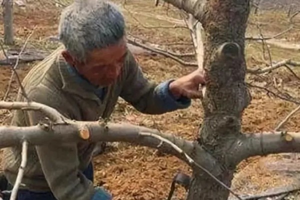 开春清园打哪种药,打噻霉酮、毒死蜱等