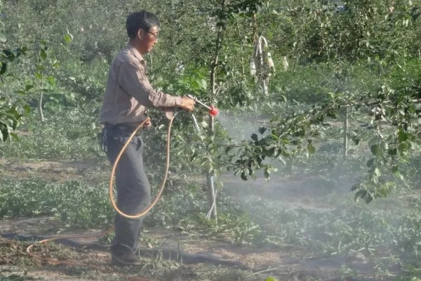 开春清园打哪种药,打噻霉酮、毒死蜱等