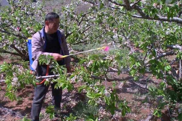 开春清园打哪种药,打噻霉酮、毒死蜱等