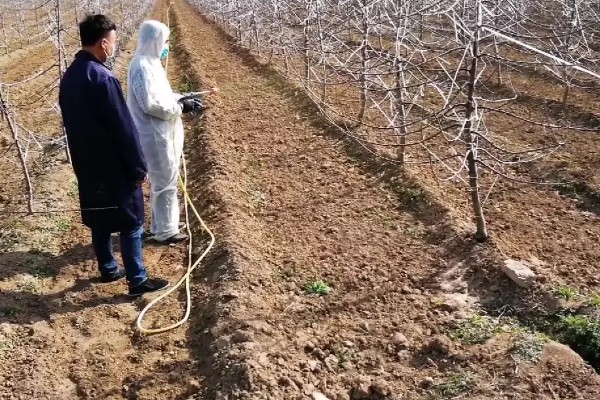 开春清园打哪种药,打噻霉酮、毒死蜱等