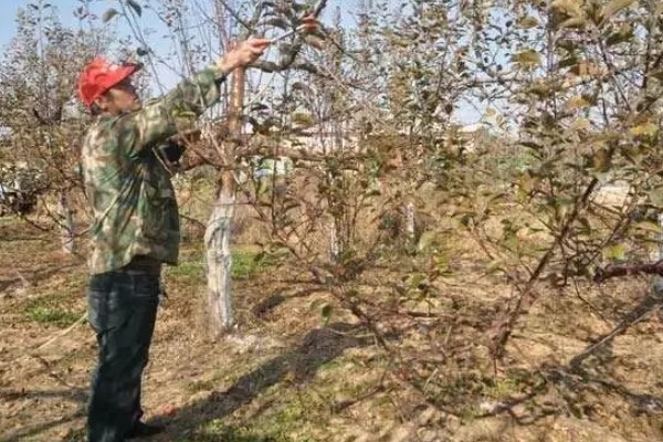 开春清园打哪种药,打噻霉酮、毒死蜱等