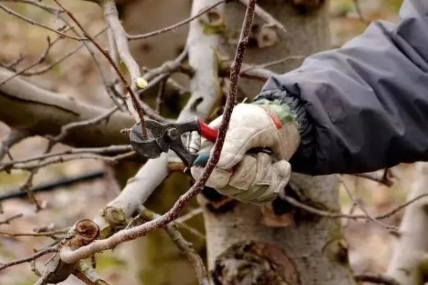 开春清园打哪种药,打噻霉酮、毒死蜱等