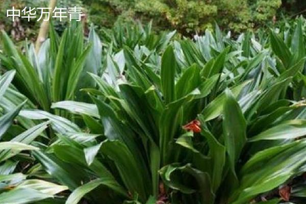 万年青植物的种类，常见的有中华万年青、广东万年青等