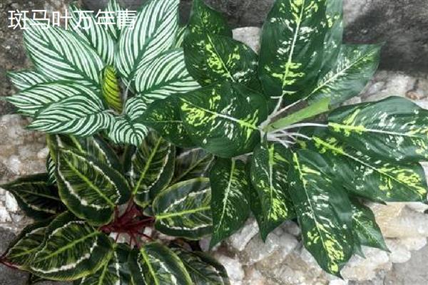 万年青植物的种类，常见的有中华万年青、广东万年青等