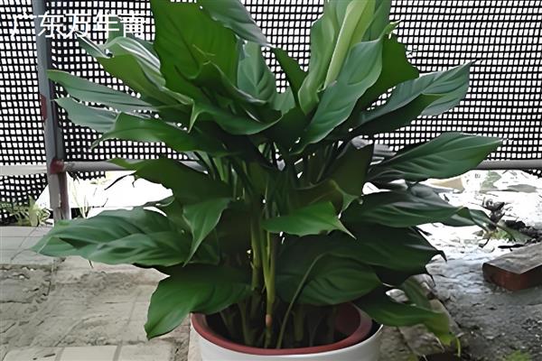 万年青植物的种类，常见的有中华万年青、广东万年青等