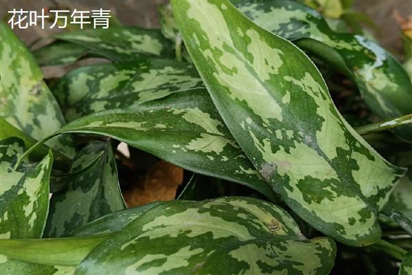 万年青植物的种类，常见的有中华万年青、广东万年青等