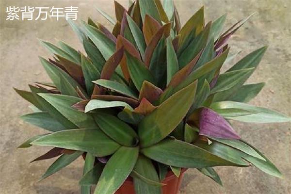 万年青植物的种类，常见的有中华万年青、广东万年青等
