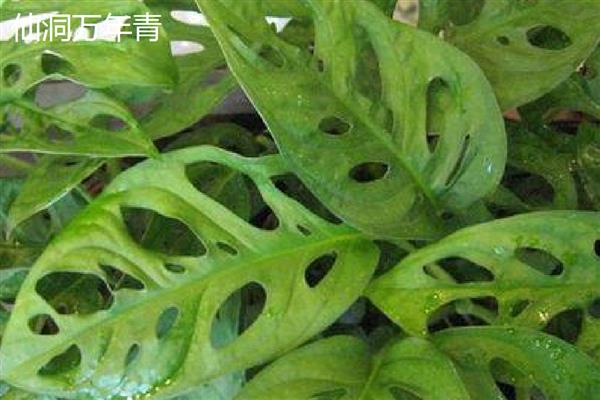 万年青植物的种类，常见的有中华万年青、广东万年青等