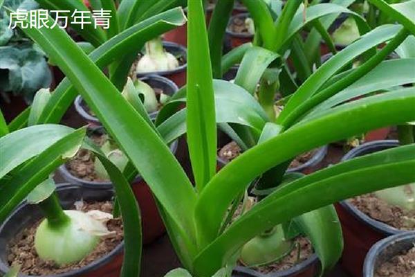 万年青植物的种类，常见的有中华万年青、广东万年青等