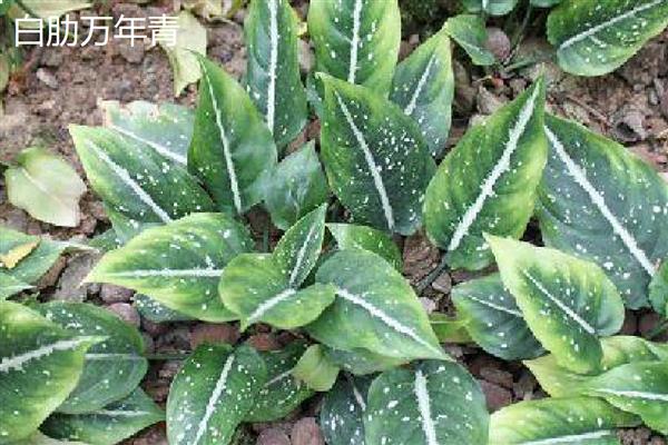 万年青植物的种类，常见的有中华万年青、广东万年青等