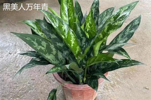 万年青植物的种类，常见的有中华万年青、广东万年青等