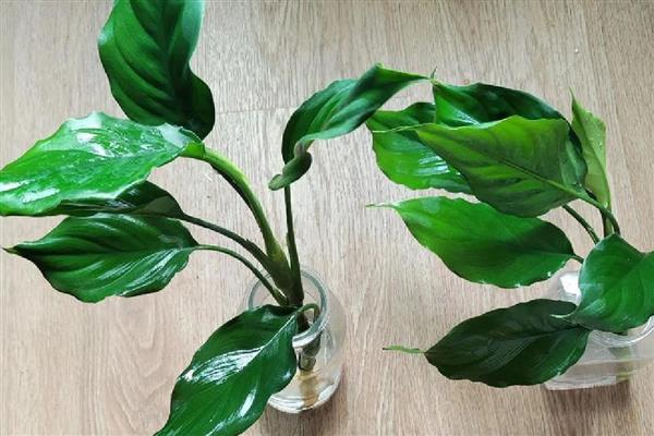 万年青植物的种类，常见的有中华万年青、广东万年青等