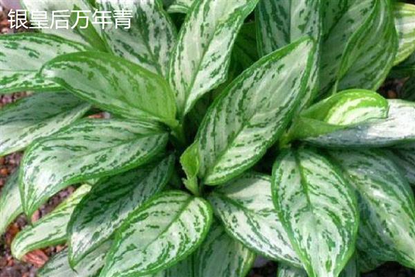 万年青植物的种类，常见的有中华万年青、广东万年青等