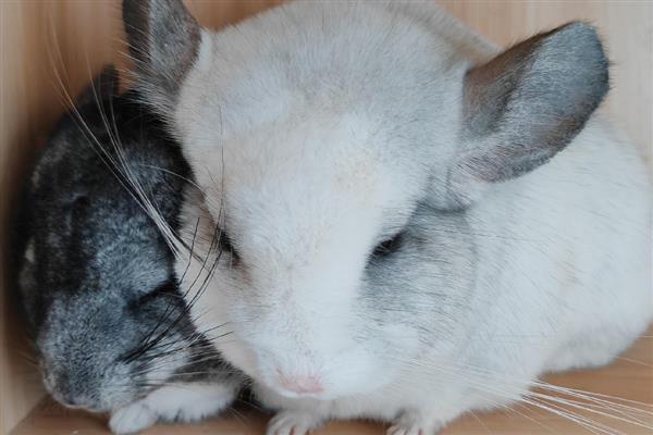 龙猫食毛症有什么表现，喜欢啃咬自己或同类的毛发