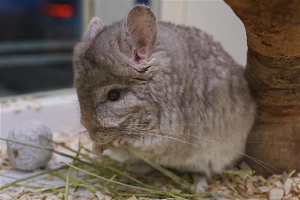 龙猫食毛症有什么表现，喜欢啃咬自己或同类的毛发