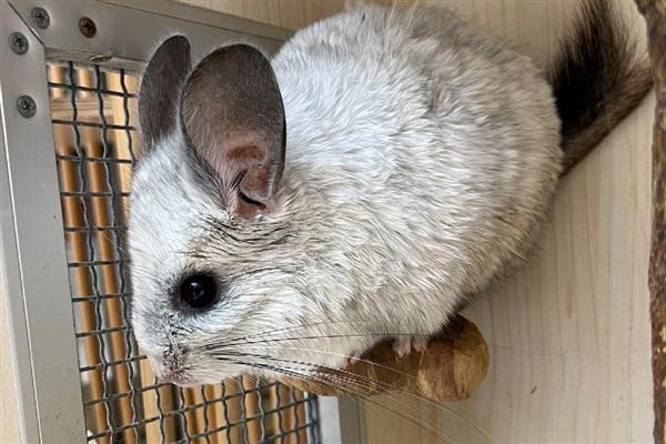 龙猫食毛症有什么表现，喜欢啃咬自己或同类的毛发