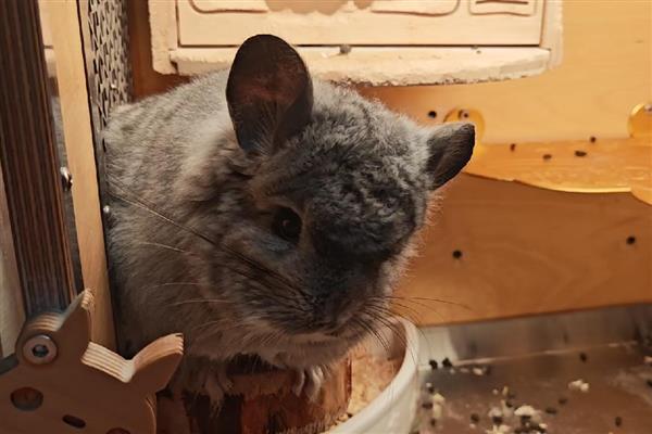 龙猫食毛症有什么表现，喜欢啃咬自己或同类的毛发