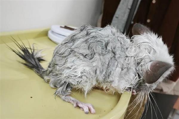 龙猫食毛症有什么表现，喜欢啃咬自己或同类的毛发