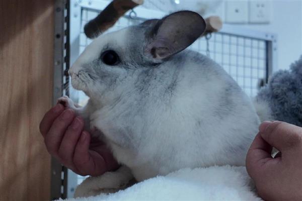 龙猫食毛症有什么表现，喜欢啃咬自己或同类的毛发