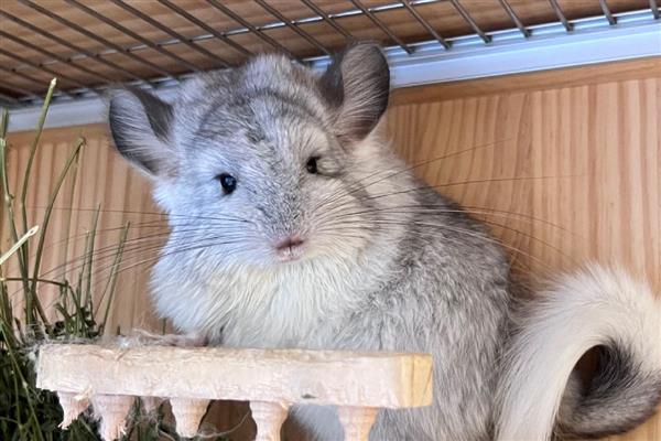 龙猫食毛症有什么表现，喜欢啃咬自己或同类的毛发