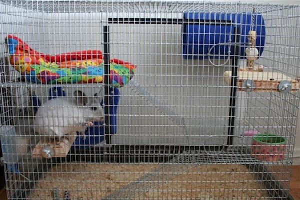 龙猫食毛症有什么表现，喜欢啃咬自己或同类的毛发