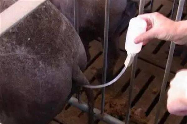 给母猪授精要注意什么，输精剂量不低于20毫升