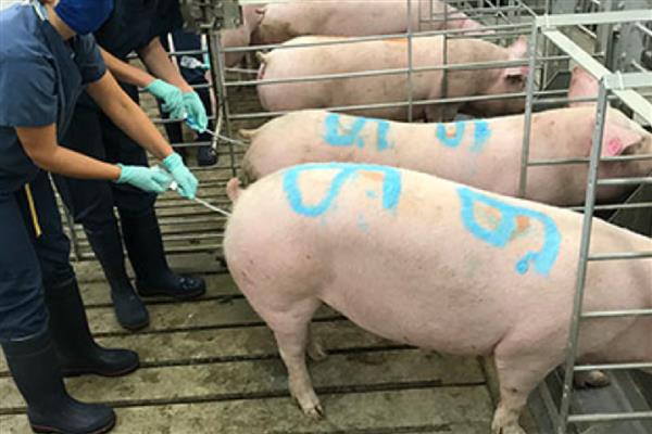 给母猪授精要注意什么，输精剂量不低于20毫升