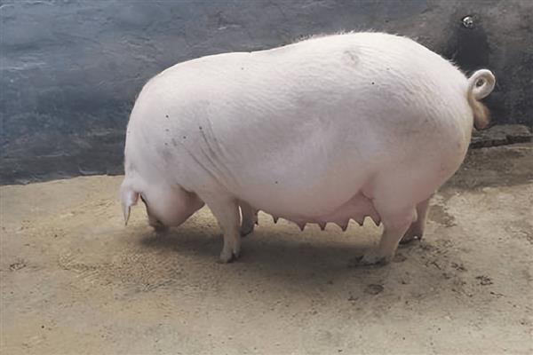 给母猪授精要注意什么，输精剂量不低于20毫升